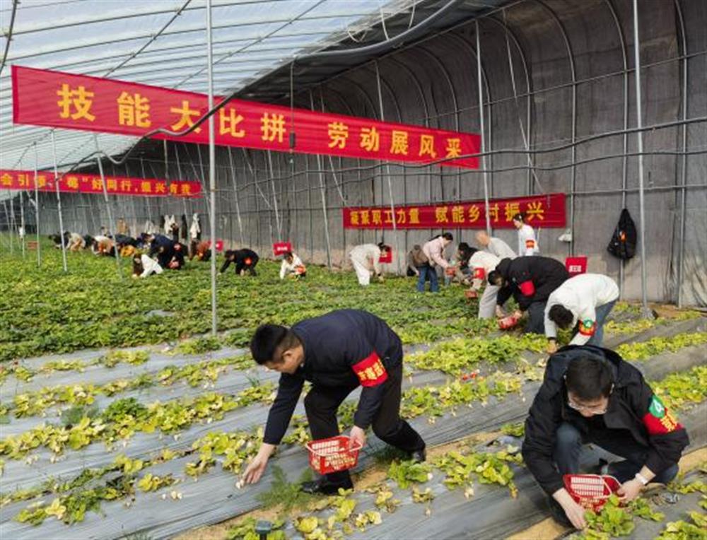 采摘竞技展风度！产发集体参与工会助力村落复兴“十大步履”工友创业园休息比赛